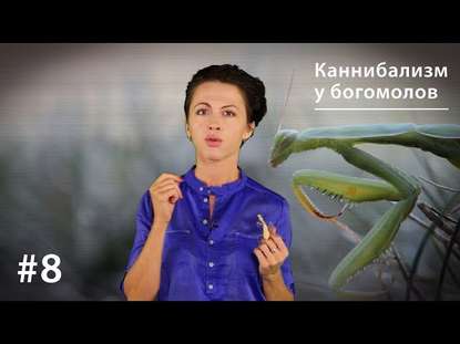 Каннибализм у богомолов: плата за секс или за бессмертие? — Евгения Тимонова